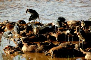 Feasting on Wilderbeest  Migration Carnage